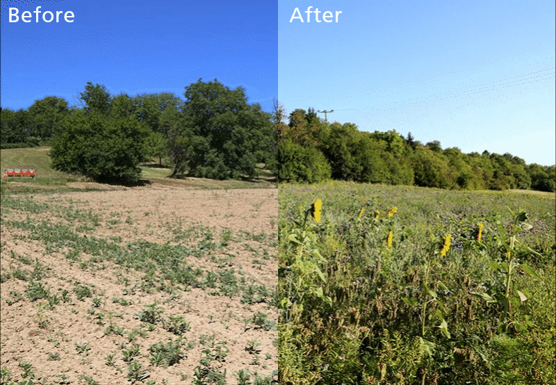 July 2022 – The grass is greener on our side